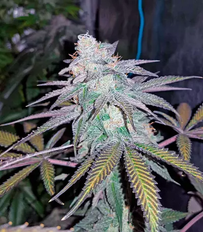 Chocolate Mint OG Seeds