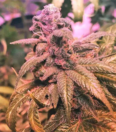 Congo x Kali China Seeds