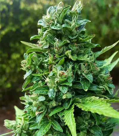 Dinamed CBD Autoflowering Seeds