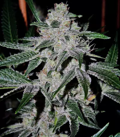 Gorilla Seeds (00 Seeds)
