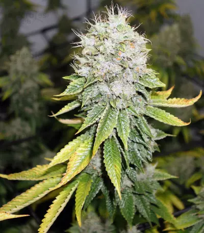 Headstash Seeds