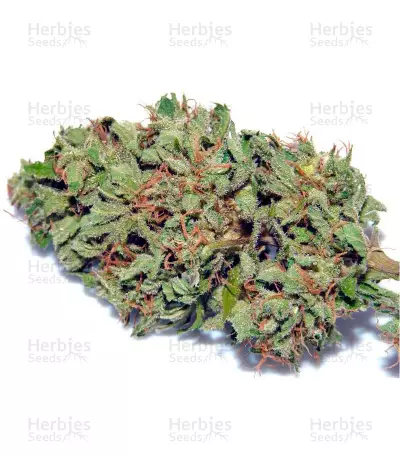 High Mass ASB Giant Auto Seeds
