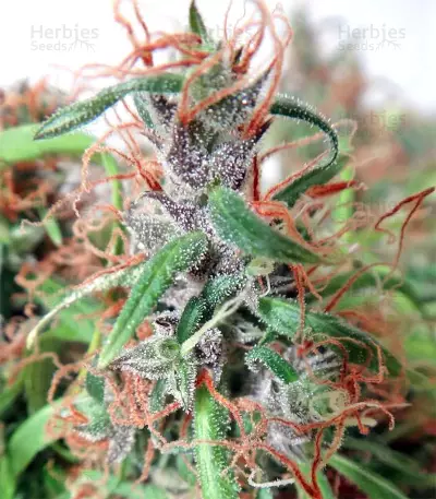Honduras Seeds