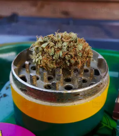 Kritikal Bilbo Auto feminized seeds