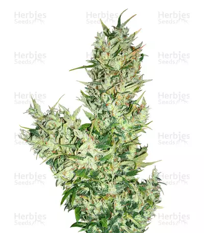 Graines de cannabis Medicine man Regular (Mr. Nice Seedbank)