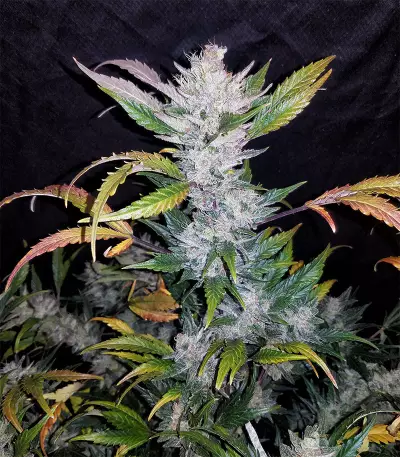Mexican Sativa Seeds