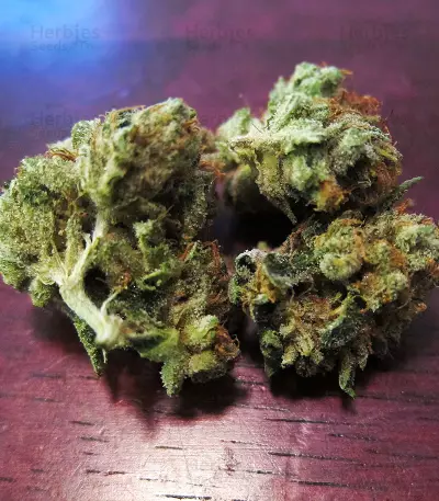 Michoacan Cream Seeds