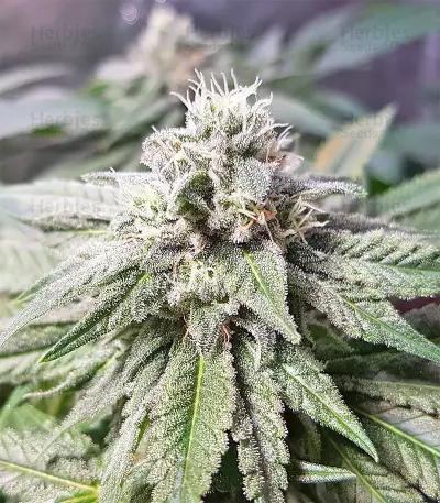 Semi femminizzati di Pineapple