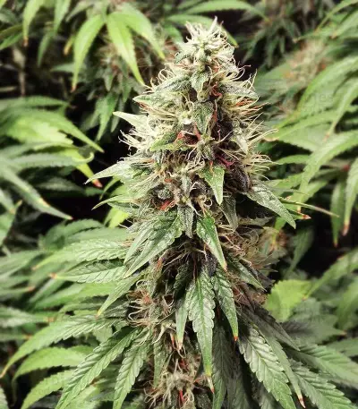 Princess Haze Seeds
