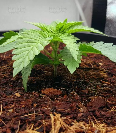 Purple Punch feminized seeds (Seedstockers)