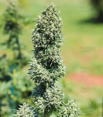 Royal Cookies Automatic feminized seeds