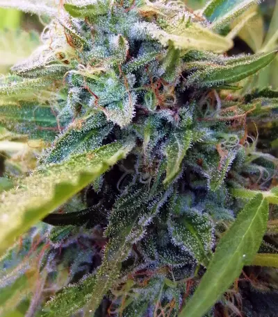 Sapphire Scout Seeds