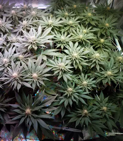 Sherbert Dab (Big Head Seeds)
