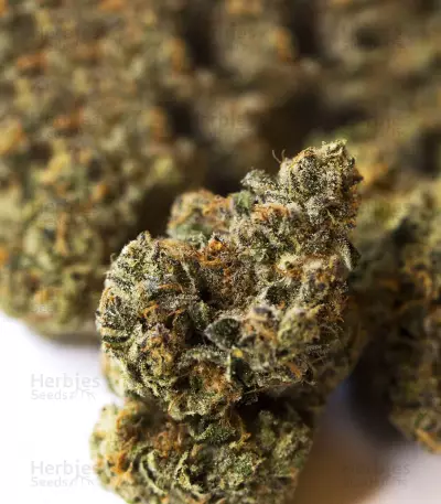 Skullcap Regular (Karma Genetics)