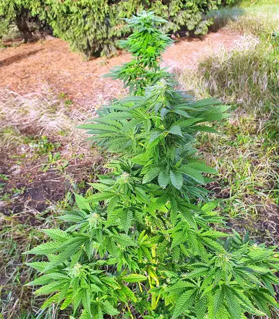 Super Skunk Autoflower (Seedstockers)