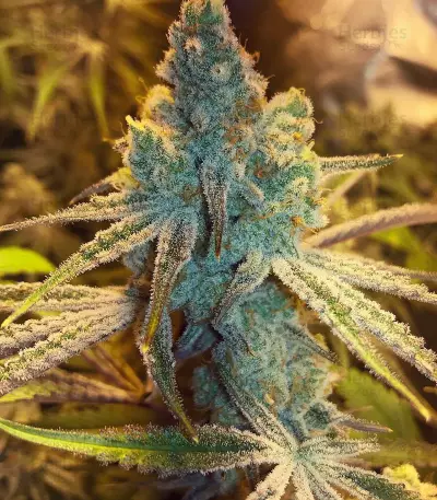Graines de cannabis Sweet Valley Kush x Amnesia x Dosidos (GHS)