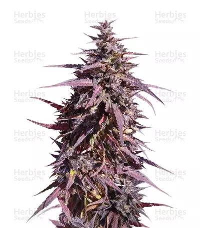 Buy Thai Chi feminized seeds