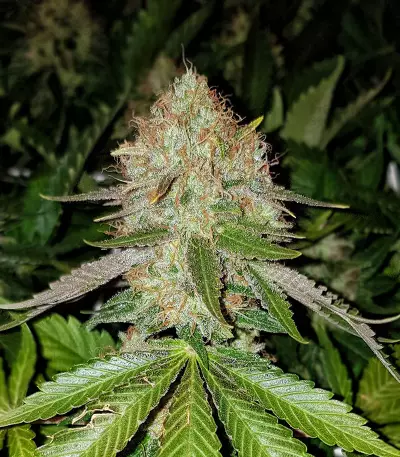 Txomango feminized seeds