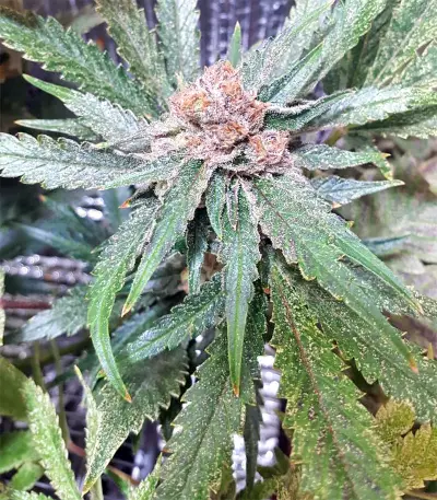 White Critical (White Widow +) (Original Sensible Seeds)