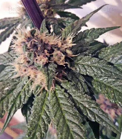 ACE Mix Feminized seeds
