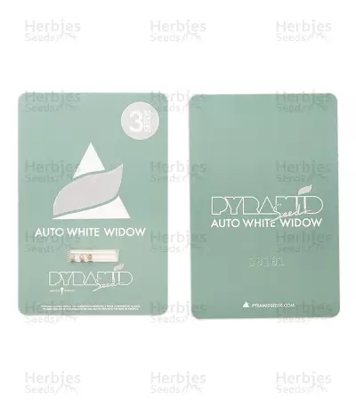 Auto White Widow Seeds (Pyramid Seeds)