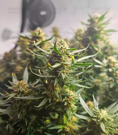 Blue Dream-Samen (Herbies Seeds)