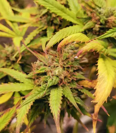 Blue Tease Auto Seeds