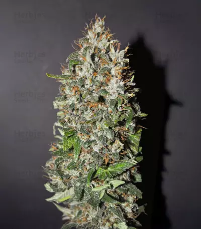 Californian Gold Seeds