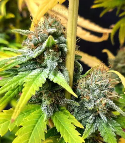 CBG-Force Seeds