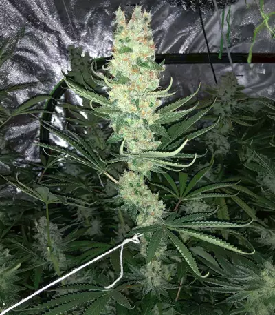 MK Ultra (Herbies Seeds)