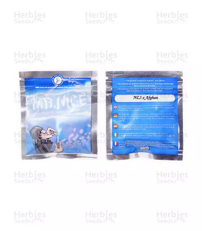 NL5 x Afghan Seeds