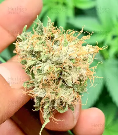 Northern Lights x Big Bud Auto (Expert Seeds)