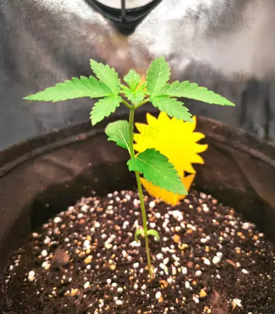 Original Glue Seeds