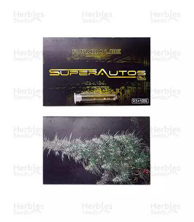 Graines de cannabis Panama Lime Auto (Flash Seeds)