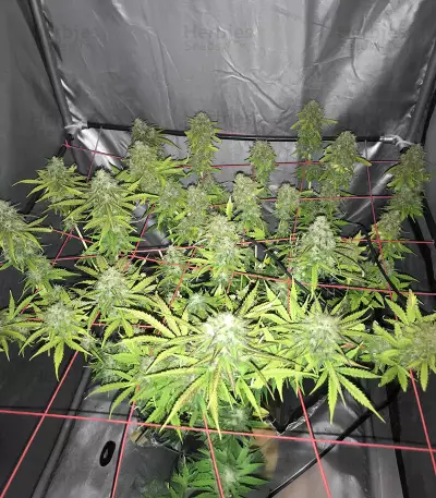Purple Punch Auto