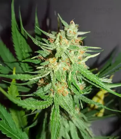 3 Bears OG Auto (Mephisto Genetics)