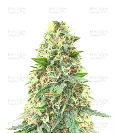 Big Bud Fast Version