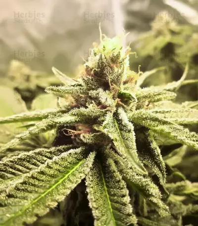 Graines féminisées de Biscotti Mintz (Barney’s Farm)