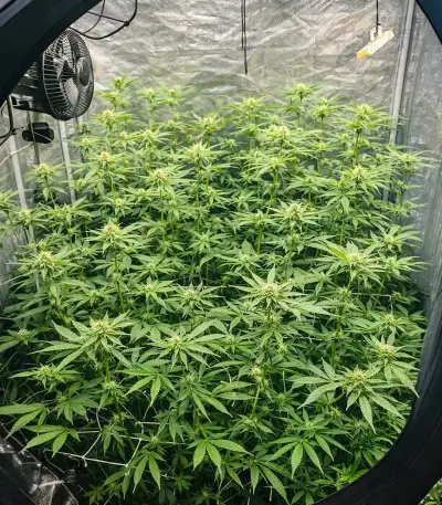 Blue Haze x Gelato 41 Auto Seeds