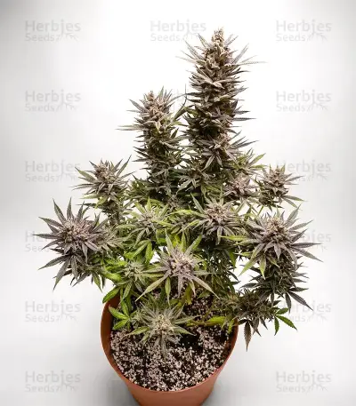 Blue Haze x Gelato 41 Auto Seeds