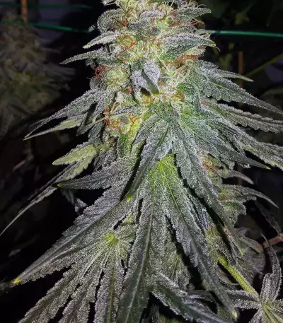 Sementes feminizadas Bruce Banner #3 (Original Sensible Seeds)
