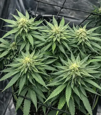 CBD D Diesel Seeds