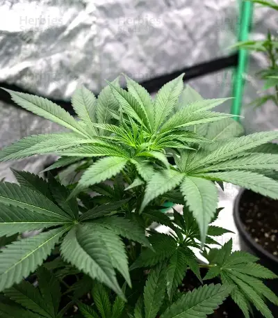 Colombian Jack Seeds