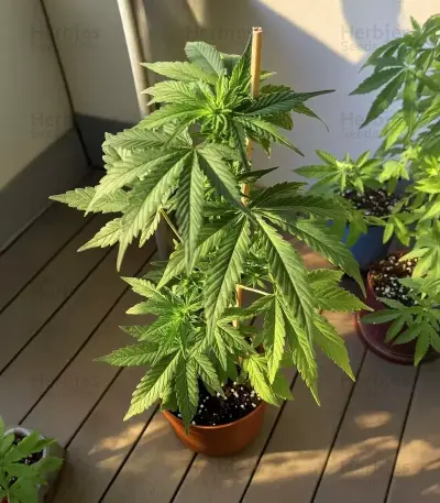 Cookies Kush Auto Seeds