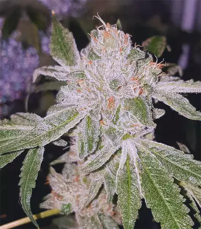 Dos Si Dos 33 Seeds (Barney's Farm)