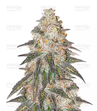 Fem Mix Pack #1 Seeds from Herbies Seeds