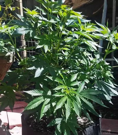 Fire OG Kush (Big Head Seeds)
