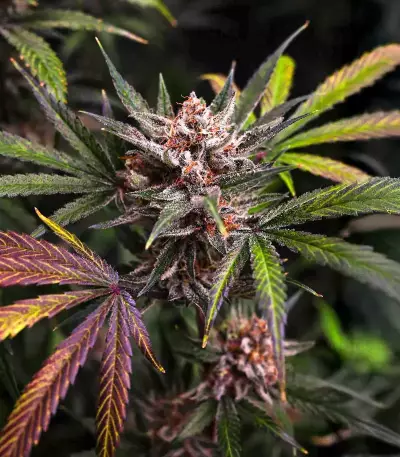 Frostbanger Auto Seeds