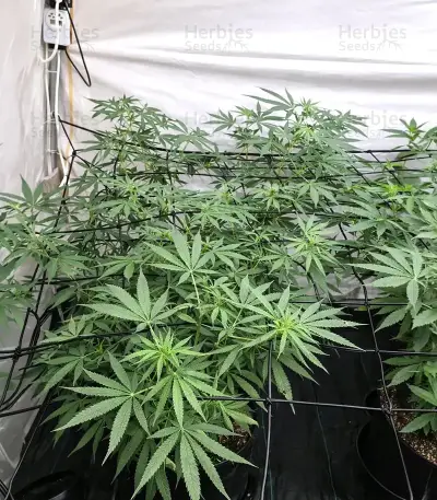 Gorilla Fast (00 Seeds)