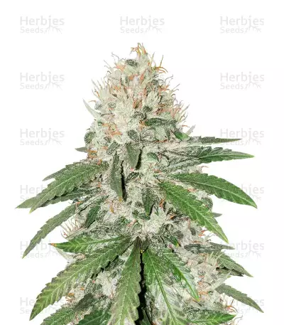 Gorilla Girl (Sweet Seeds)